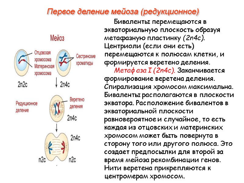 Биваленты перемещаются в экваториальную плоскость образуя метафазную пластинку (2n4c). Центриоли (если они есть) перемещаются